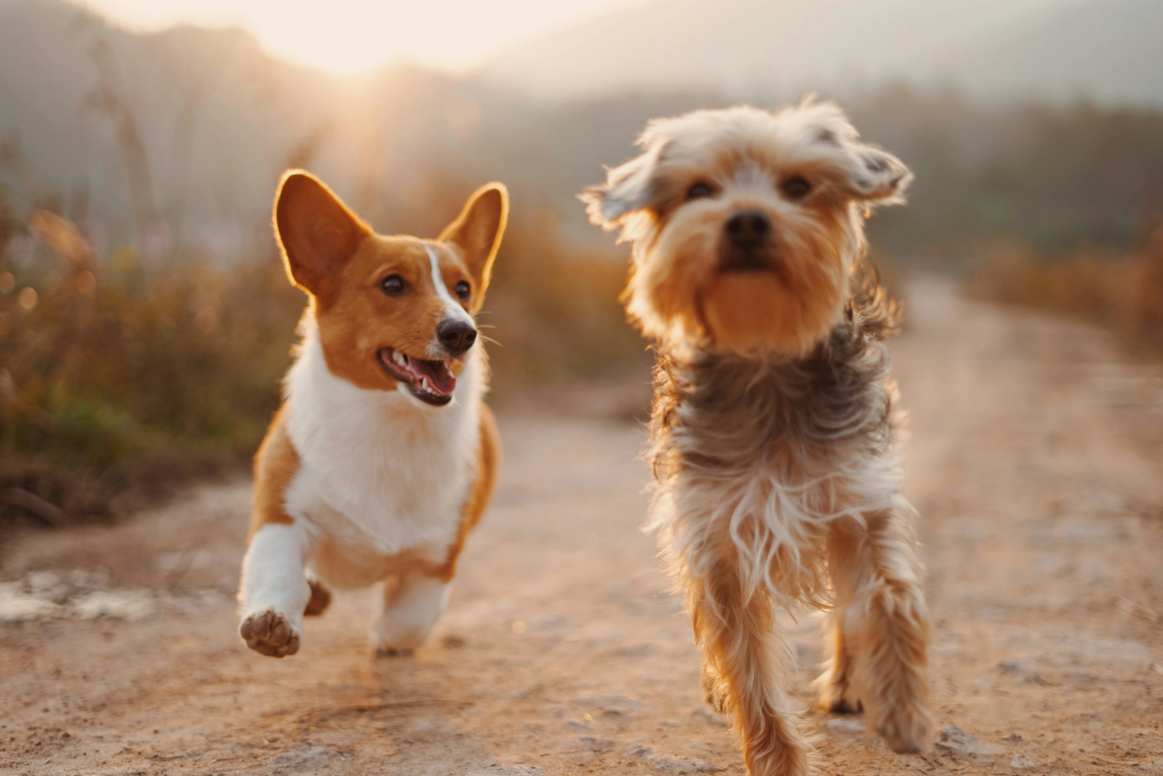 Two dogs running on a dirt path with a blurred natural background