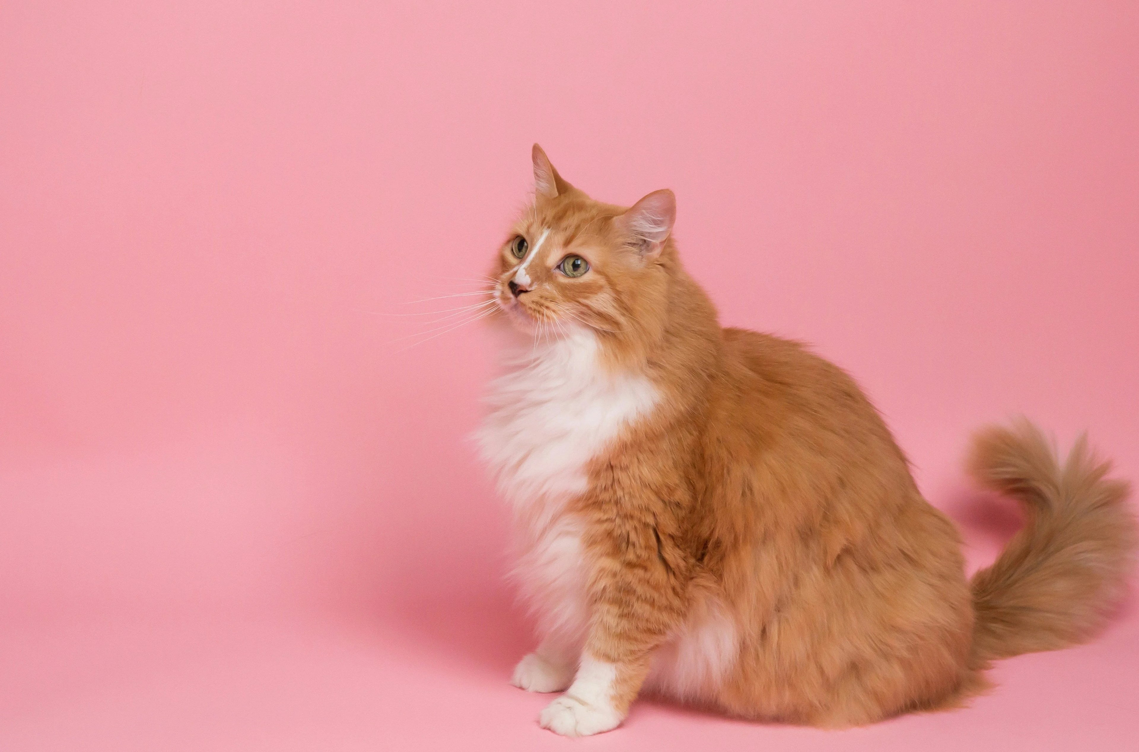 Orange and white cat sitting on a pink background