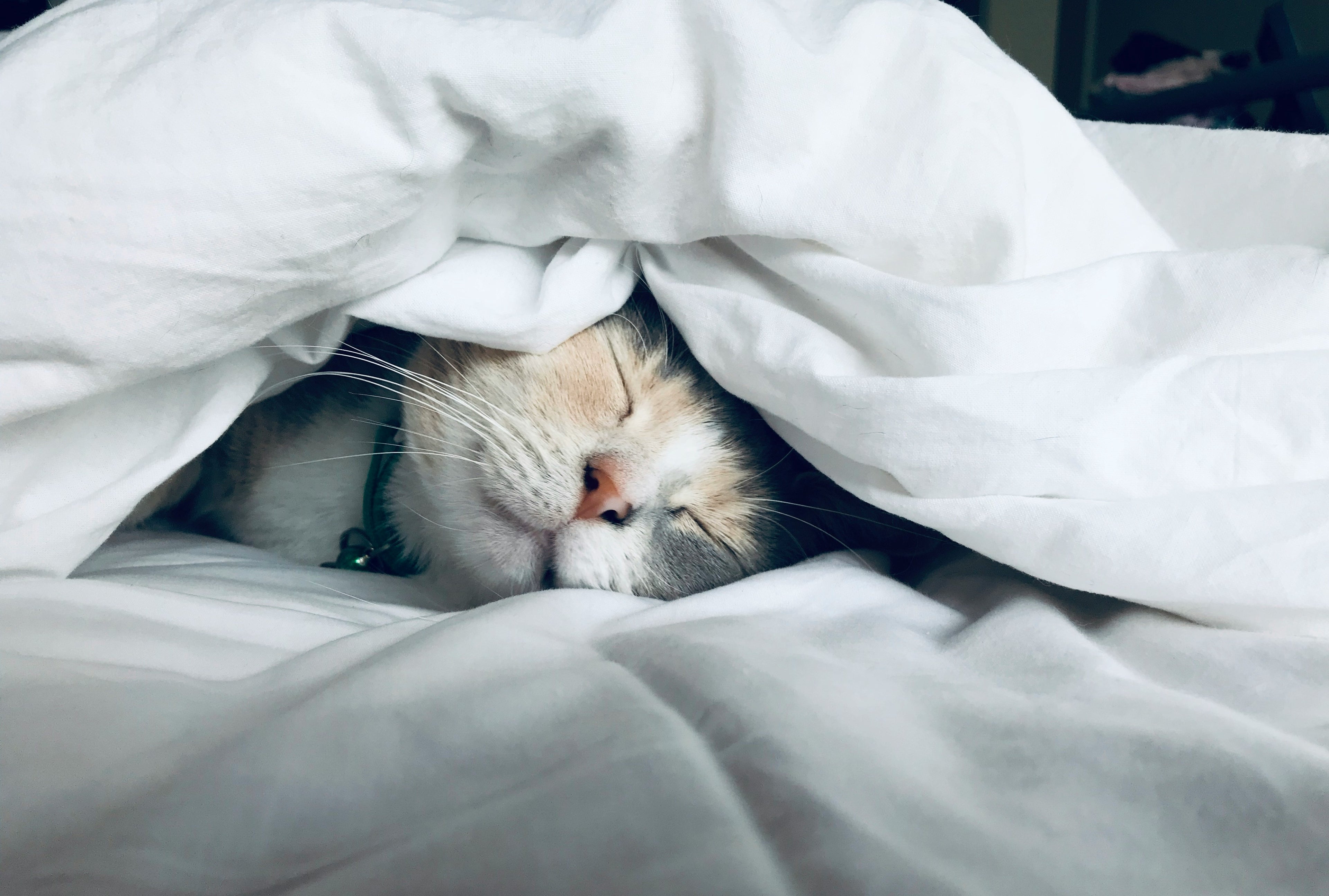 Cat peeking out from under white blankets