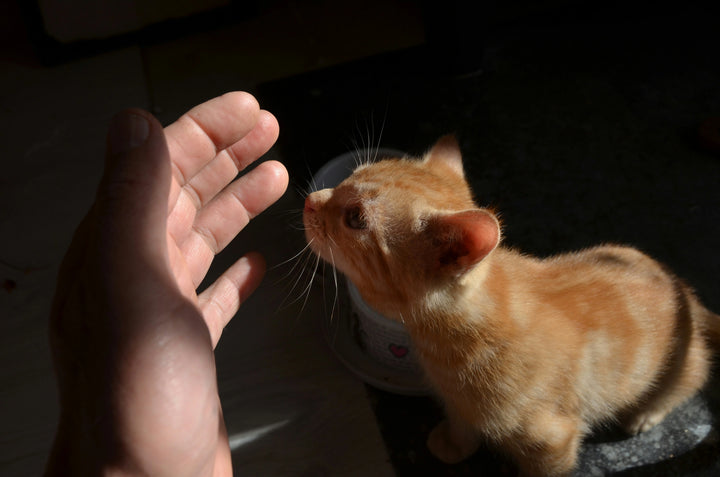 Orange kitten sniffing a person's hand in a dark setting