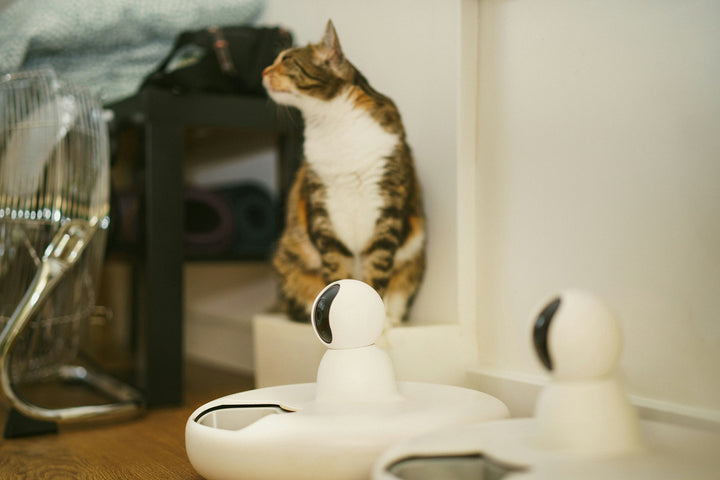 Cat sitting on a surface with a white smart camera in the foreground.