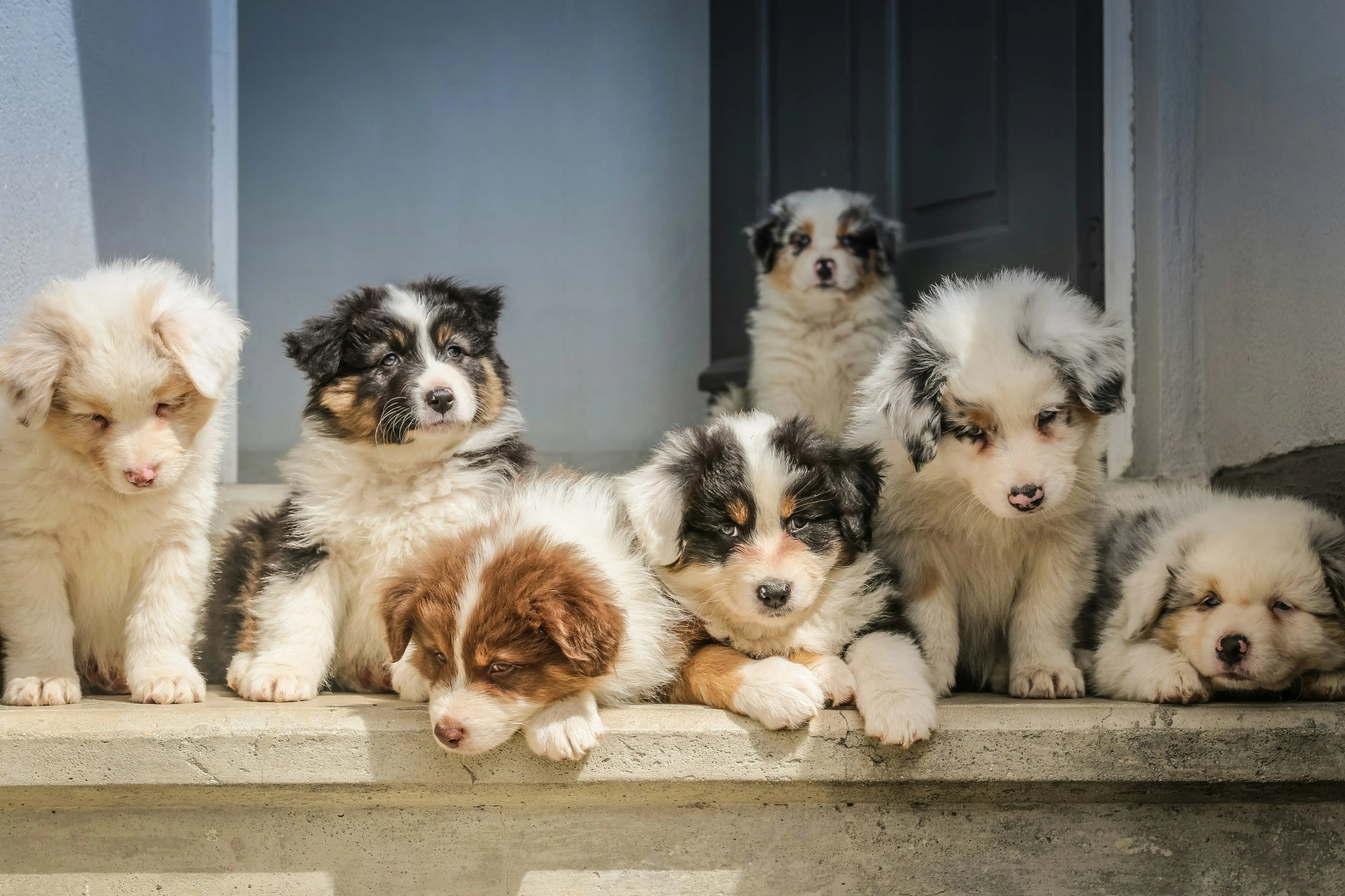 Group of puppies sitting together on a step.
