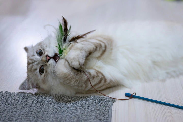 Cat playing with a feather toy on a light-colored floor